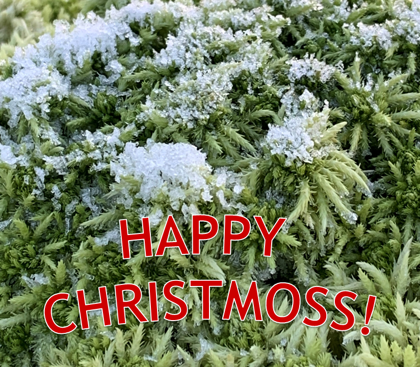 Office closure for Christmas and New Year return!