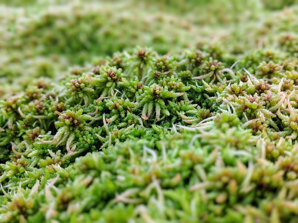 A close-up of Sphagnum moss.