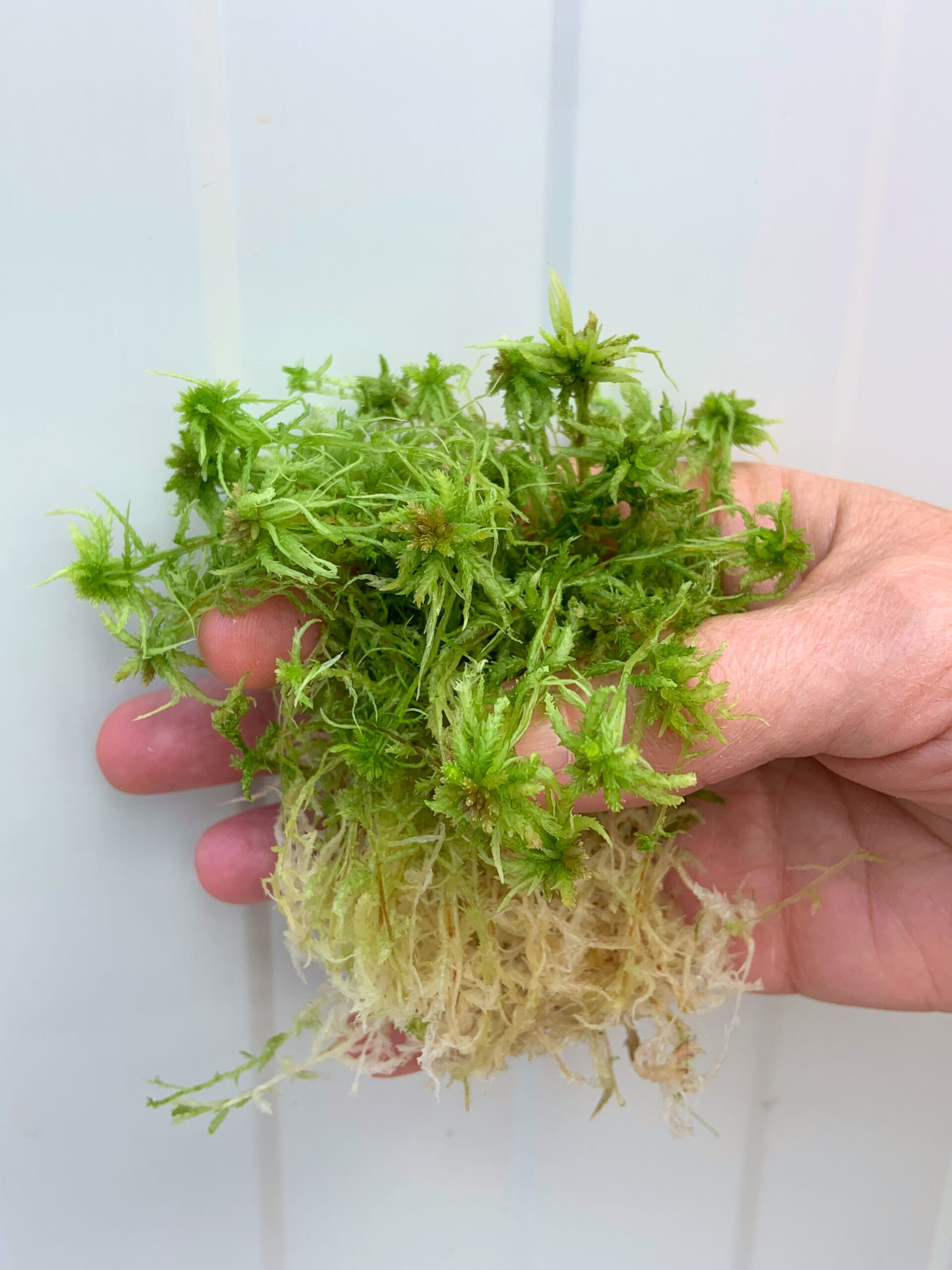 BeadaMoss supply their 25 Millionth BeadaHumok®