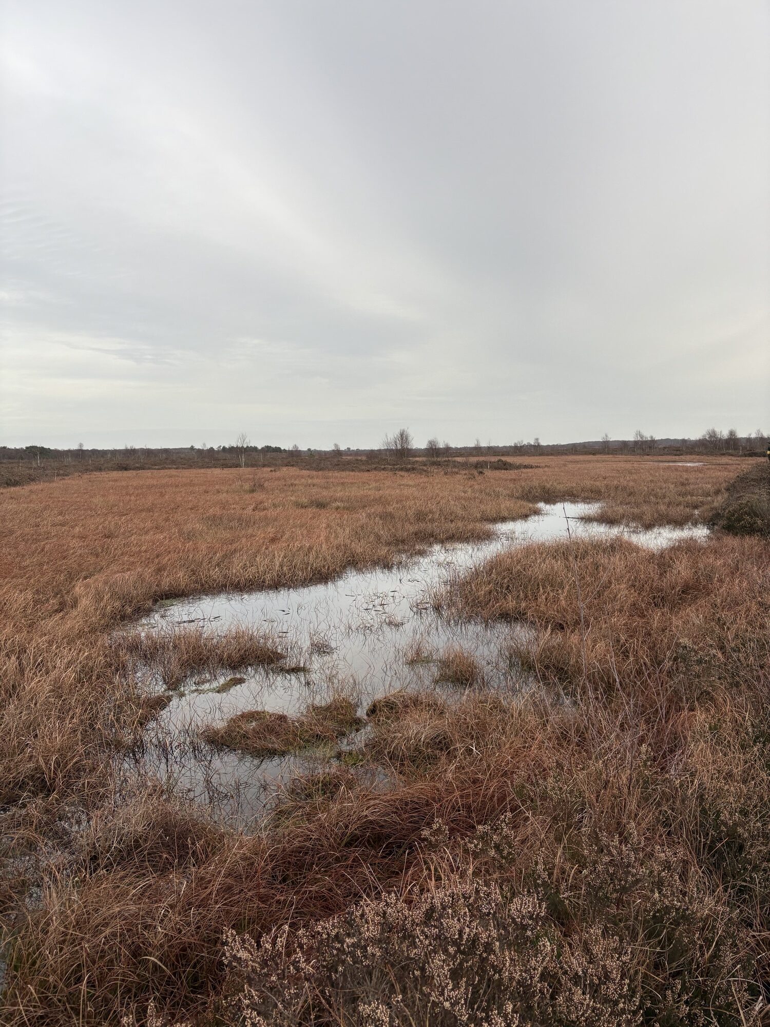 BeadaMoss visit Hatfield Moor – January 2026