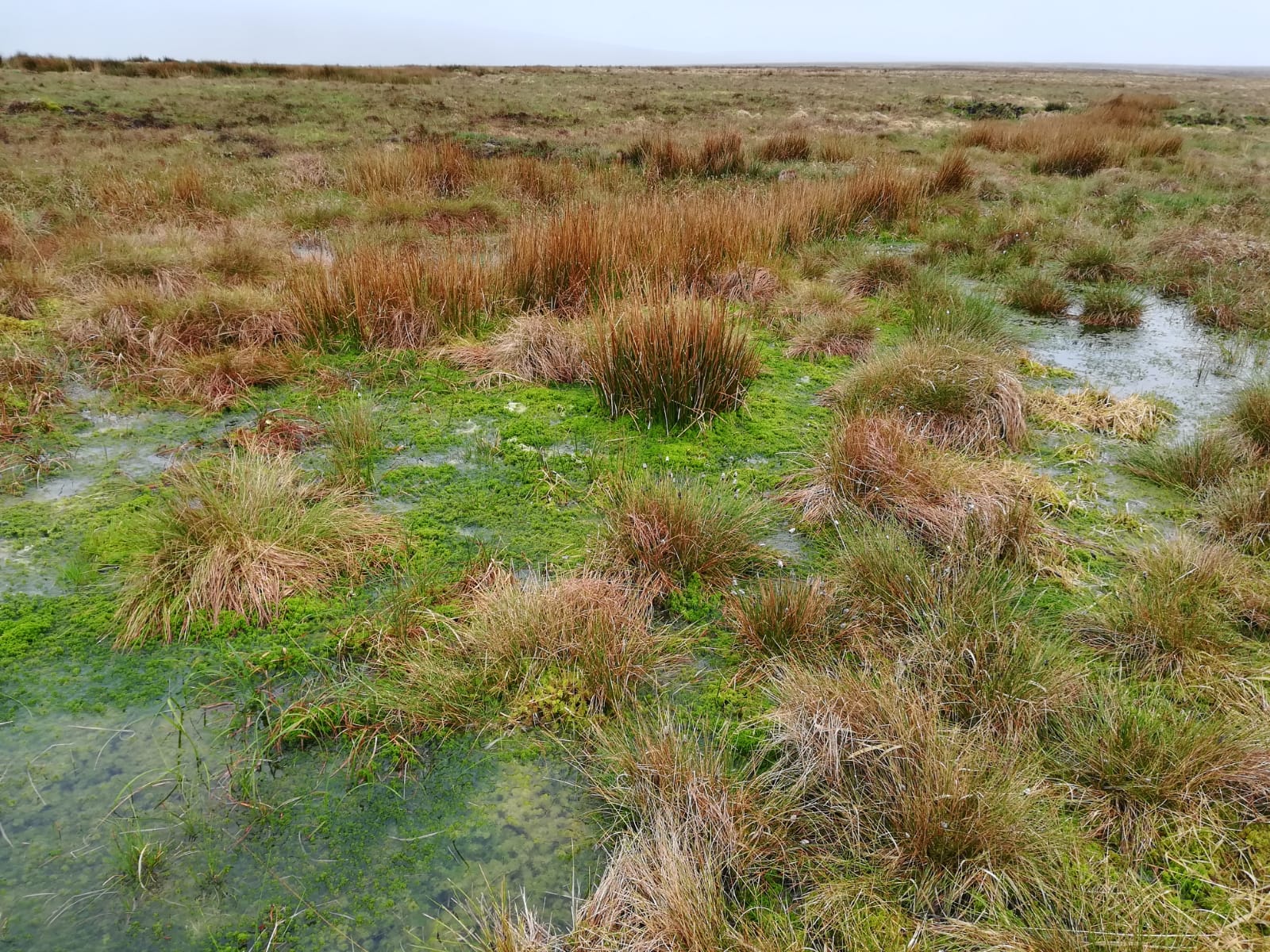 World Wetlands Day 2026