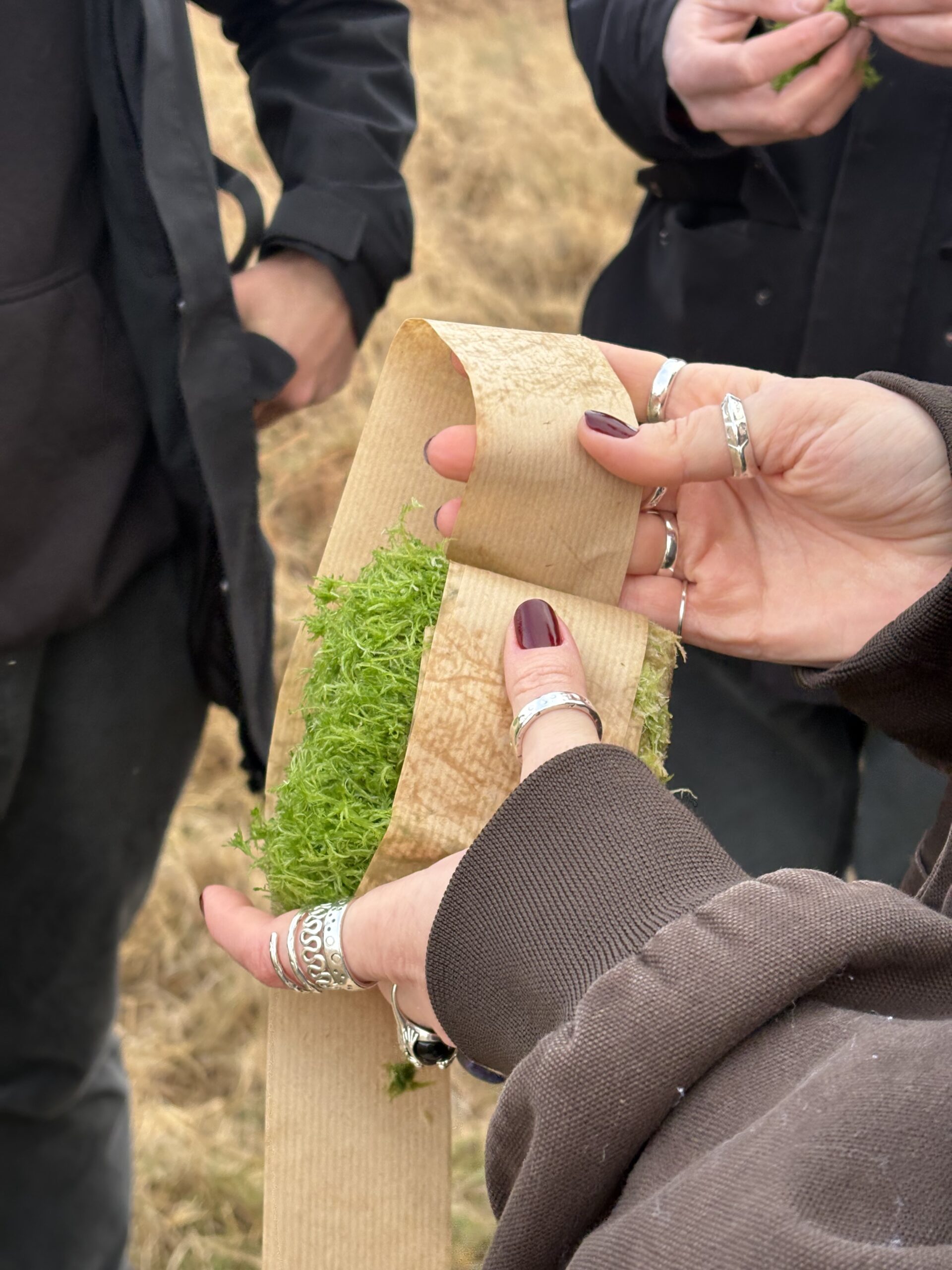 BeadaMoss visit Richmond Park for Sphagnum Moss reintroduction project