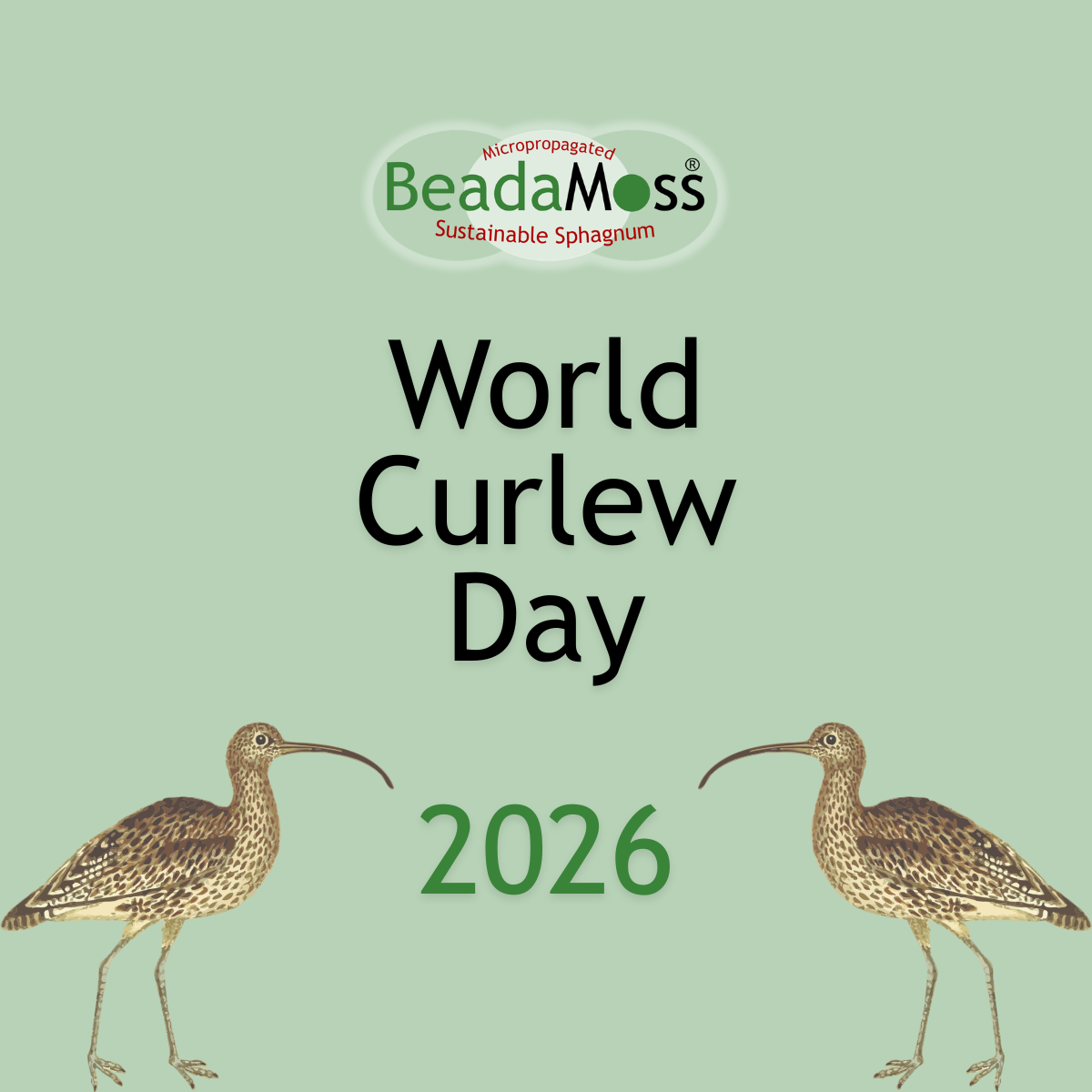 World Curlew Day 2026!