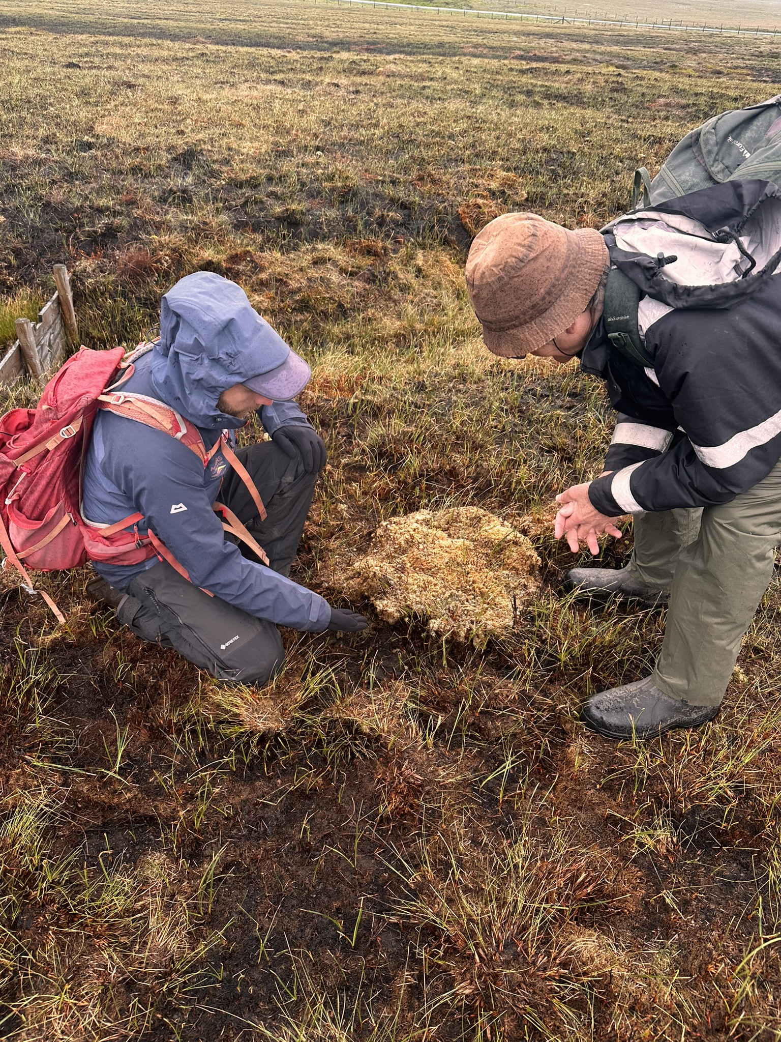 Hope Amid the Ashes: Featherbed Moor Sphagnum Trial Shows Remarkable Resilience Following Wildfire