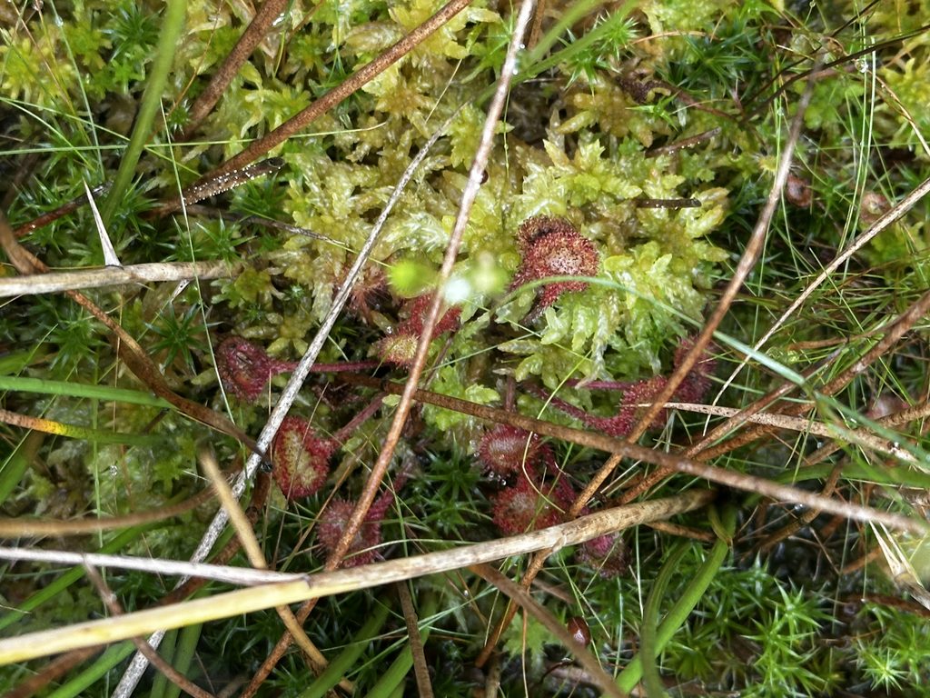 Sphagnum moss and sundews