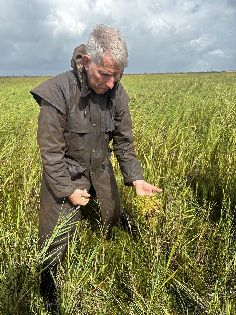 Sphagnum moss being collected in a paludiculture field near Amsterdam