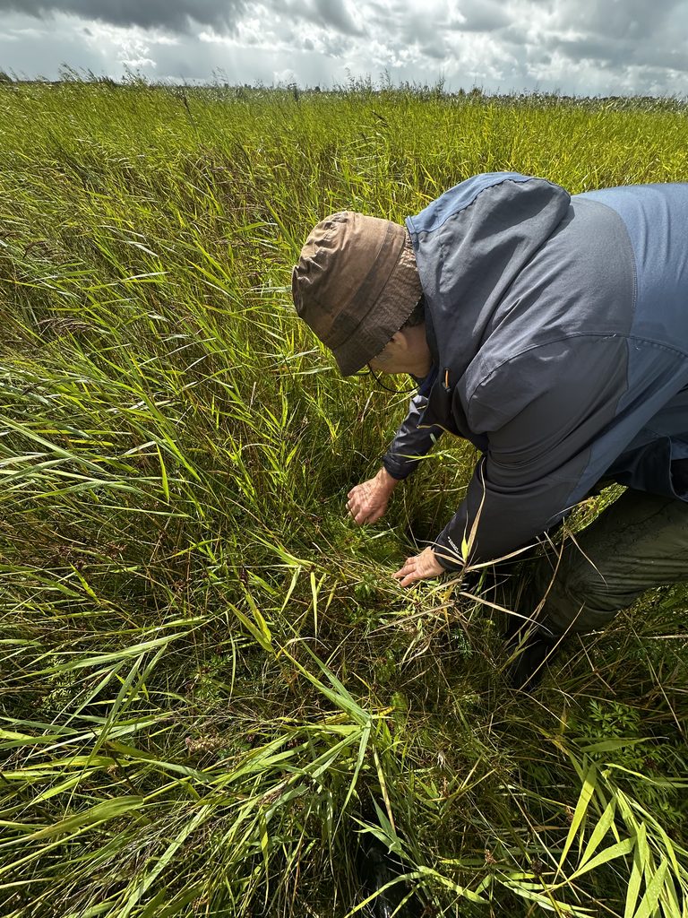 Beadamoss - Paludiculture and sphagnum moss