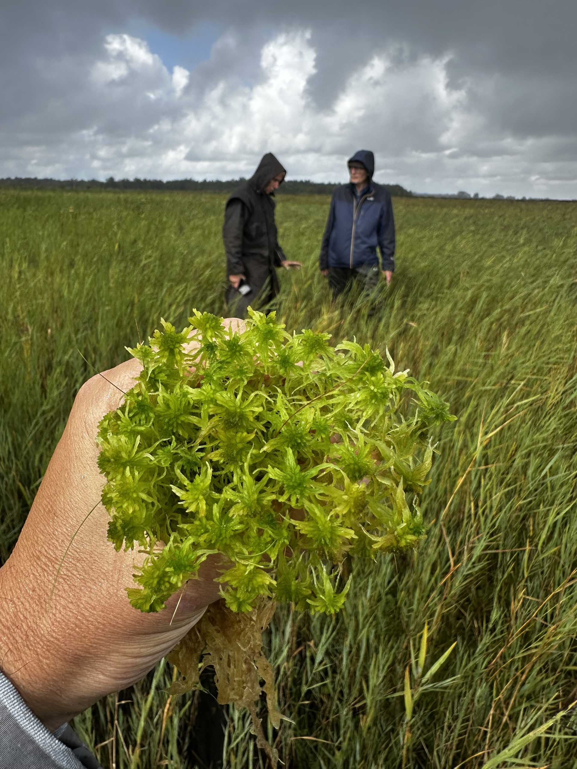 Paludiculture & Sphagnum moss in Amsterdam